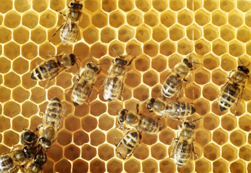 Albinele sunt minuni mici ale lui Dumnezeu!