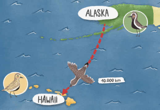 Din Alaska spre Hawaii Vorschau