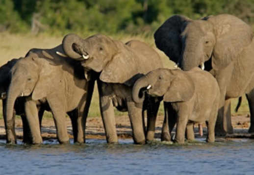 Elefanții Africani