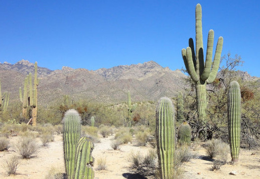 Saguaro Vorschau