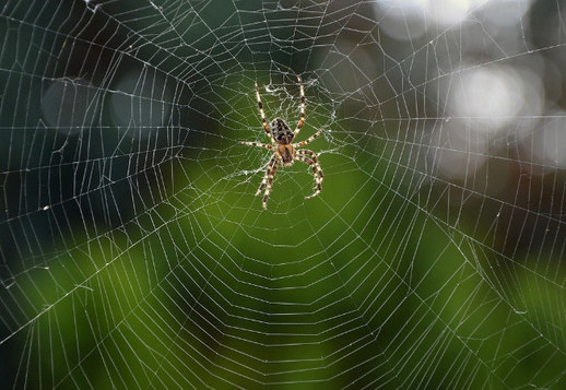 Păianjenul de grădină