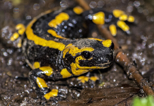 Salamandra de foc Vorschau