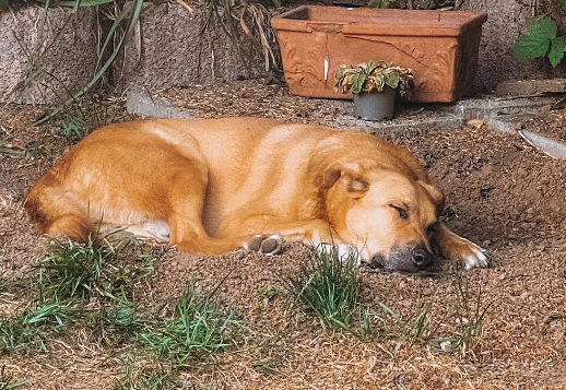 Povestea lui Marlie  (02) Vorschau