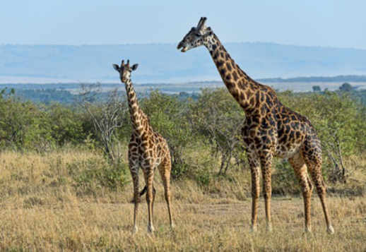 Girafele Vorschau