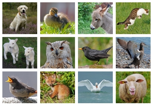 Găsește perechile de animale: tinere și mature Vorschau