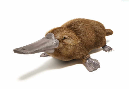 Ornitorincul Vorschau