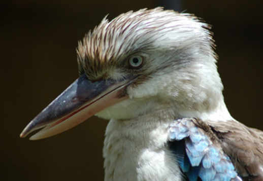 Păsările Kookaburra